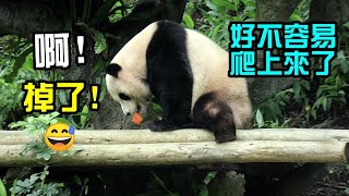 圓寶吃紅蘿蔔一波三折,掉兩次後終於吃到|Giant Panda Yuan Bao,圆宝,貓熊,大貓熊,大熊貓