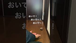 イシガメ飼育ベタ慣れへの道 その2（愛亀のリボンちゃん♂）