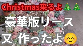 【vlog227多肉植物】2024、12超豪華クリスマスリース作ったよ❣ご覧下さい