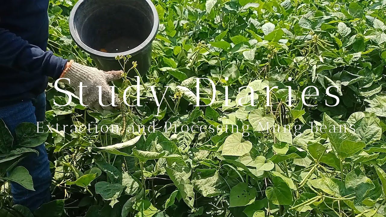 University Life Diaries | Let's Harvest Mung Beans 🌱 - YouTube