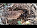 African pipit birds Feed the baby in the nest well (5) [ Review Bird Nest ]