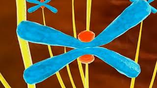 mitosis 3d animation  Phases of mitosis cell division