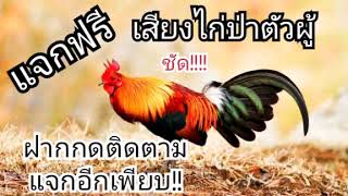 เสียงไก่ป่าตัวผู้ ต่อไก่ป่า เสียงชัด 100 %