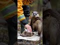 a family of otters evaded a fiery fury and found sanctuary in a hero s embrace