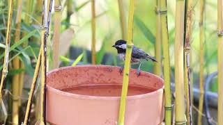 Chickadee takes a bath