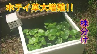 簡易ビオトープ経過報告（ホテイ草株分け）