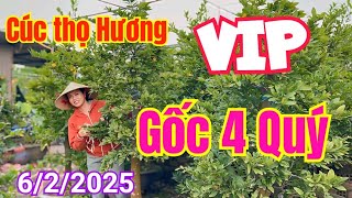 🔥 6/2 ☎️0939683358 ☎️ VÂN - lô cúc thọ hương tứ quý khủng