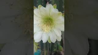 Cactus Flower കള്ളിമുള്‍ച്ചെടി പൂവ് #shorts