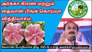 அர்க்கா கிரண் vs தைவான் பிங்க் கொய்யா வித்தியாசம்!! திரு. சே.பிரிட்டோ ராஜ் | Arka Kiran- Taiwan Pink