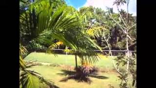 Açai Palms Growing in Puerto Rico