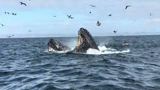 2024 Humpback Whales Feeding 1