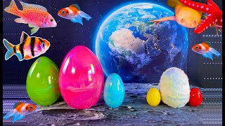 Fantastic space aquarium colorful surprise eggs, lobsters, snake, betta fish, discus, frog, turtle