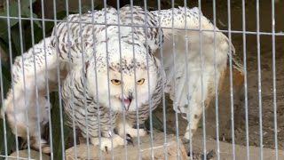 シロフクロウの鳴き声【未公開編】【上野動物園】