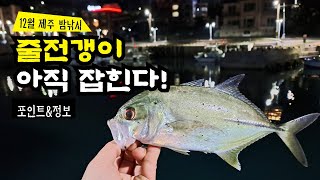 12월 26일 겨울 시즌 끝물 줄전갱이 루어낚시  bigeye trevally surf lure fishing