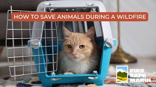 How to save large animals and house pets during a wildfire