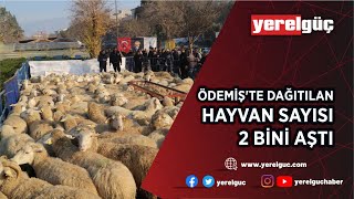 ÖDEMİŞ'TE DAĞITILAN HAYVAN SAYISI 2 BİNİ AŞTI