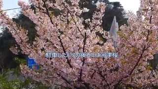 萩観光バスツアー　前編　笠山椿と河津桜