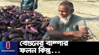 উৎপাদন খরচের তুলনায় অর্ধেক দাম পাচ্ছেন কৃষকরা || Sherpur Brinjal