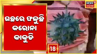 Nabarangpurରେ ଫଳିଛି Corona କାକୁଡ଼ି  Viral ହେଉଛି Video