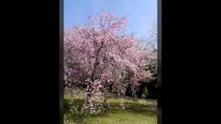 【今が見頃!!】古代蓮の里の桜