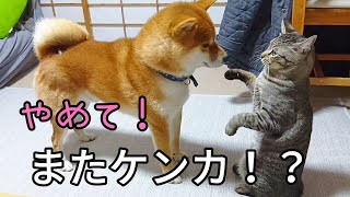 飼い主が怒っている!?猫と柴犬、果たしてケンカをやめることができるのか…