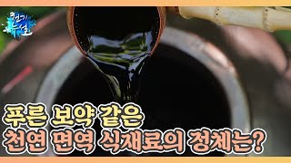 푸른 보약 같은 천연 면역 식재료의 정체는? MBN 240531 방송