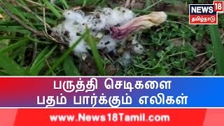 நாகை அருகே எலிகள் தொல்லையால் பருத்தி விவசாயம் கடுமையாக பாதிக்கப்பட்டுள்ளதாக விவசாயிகள் வேதனை