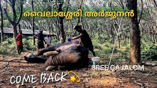 വനവാസം കഴിഞ്ഞു ഇനി പട്ടാഭിഷേകം🐘🔥#elephant #aanaperuma #kerala #aanapremi #aana #pooram #malayalam