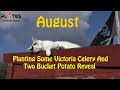 Planting Some Victoria Celery And Two Bucket Potato Reveal