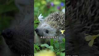 ハリネズミの冬眠法　#shorts #雑学 #豆知 #ハリネズミ #はりねずみ #可愛い #小動物 #癒し