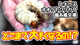 レギウスオオツヤクワガタの菌糸交換！これはマイレコード更新か！？【亜雄晴のクワカブ飼育記】