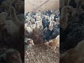 Healthy kuroiler chicks on the farm in a brooder