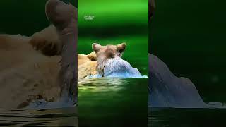 Wild Bear Discovers The Most Relaxing Swimming Technique Ever