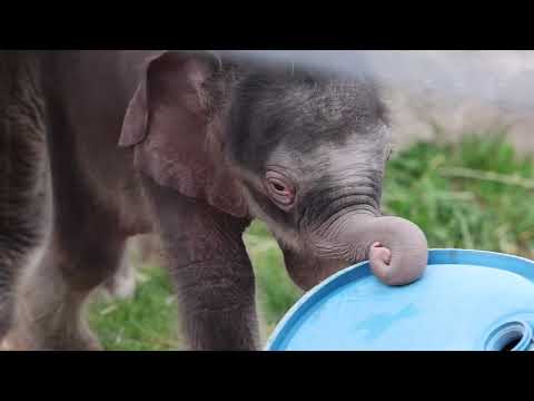 See Adorable, Extremely Rare Twin Elephants Born At Syracuse Zoo ...