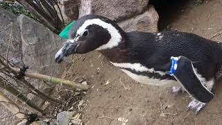 【ペンギン】上越市立水族博物館 うみがたり