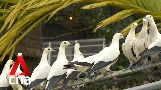 First look at Bird Paradise, Singapore's new bird park in Mandai