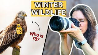 Wildlife Photography in the UK | Unbelievable Red Kite Sighting!