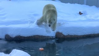 20241224:今日の円山動物園