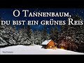 O Tannenbaum, du bist ein grünes Reis 🎄 [German Christmas Song][+Lyrics]