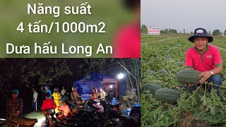 Dưa hấu Long An. giống dưa hấu Sen Hồng năng suất cao