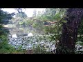 多田羅沼の蓮の花とトイプードル散歩　walk with toy poodle with lotus flower at tatara swamp