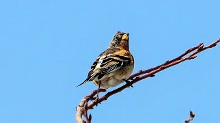 Brambling call