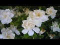 cultivo y cuidados del Jazmín / Gardenia / como solucionar la clorosis ferrica/hojas amarillas?