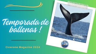 TEMPORADA DE AVISTAMIENTO DE BALLENAS EN LA COSTA ESTE DE URUGUAY