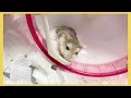 hamsterdingding．老公公鼠吃糊糊日常．倉鼠．小露寶．小路寶．老公公鼠 小福siu fook