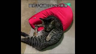 【番外編】しゃべる猫の動画　#133～#136【川リバ】