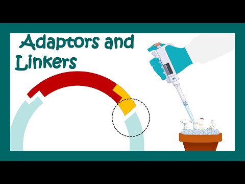 What is a linker in molecular biology?