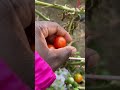 Homegrown Tomatoes: the last of 2024 yield 🍅