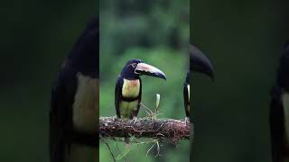 #Collared Aracari Bird