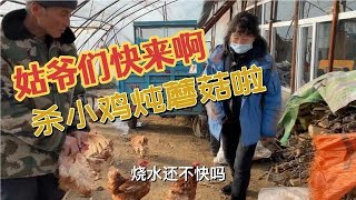 农民王小：隔空喊话姑爷？小鸡都养肥了，配上蘑菇炖一锅馋人啊